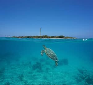 nieuw-caledonie-amedee-island-schildpad-vuurtoren.jpg