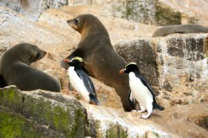 nieuw-zeeland-bounty-islands-pelsrobben-pinguins.jpg