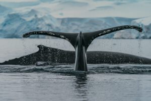 Antarctica-cruise-haven-walvissen-uitzicht