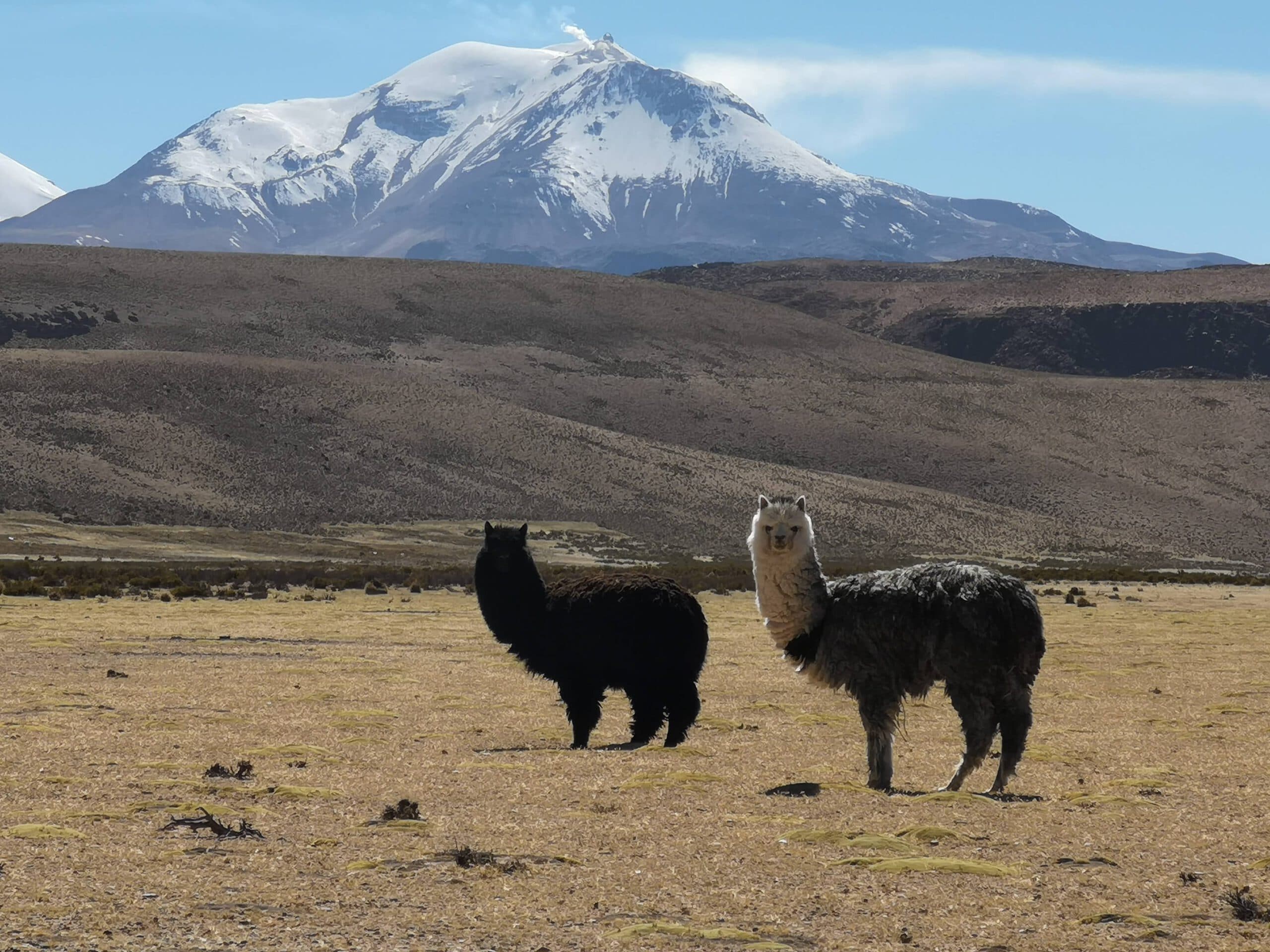 Chili-Arica-Cruise-Haven-uitzicht-alpaca