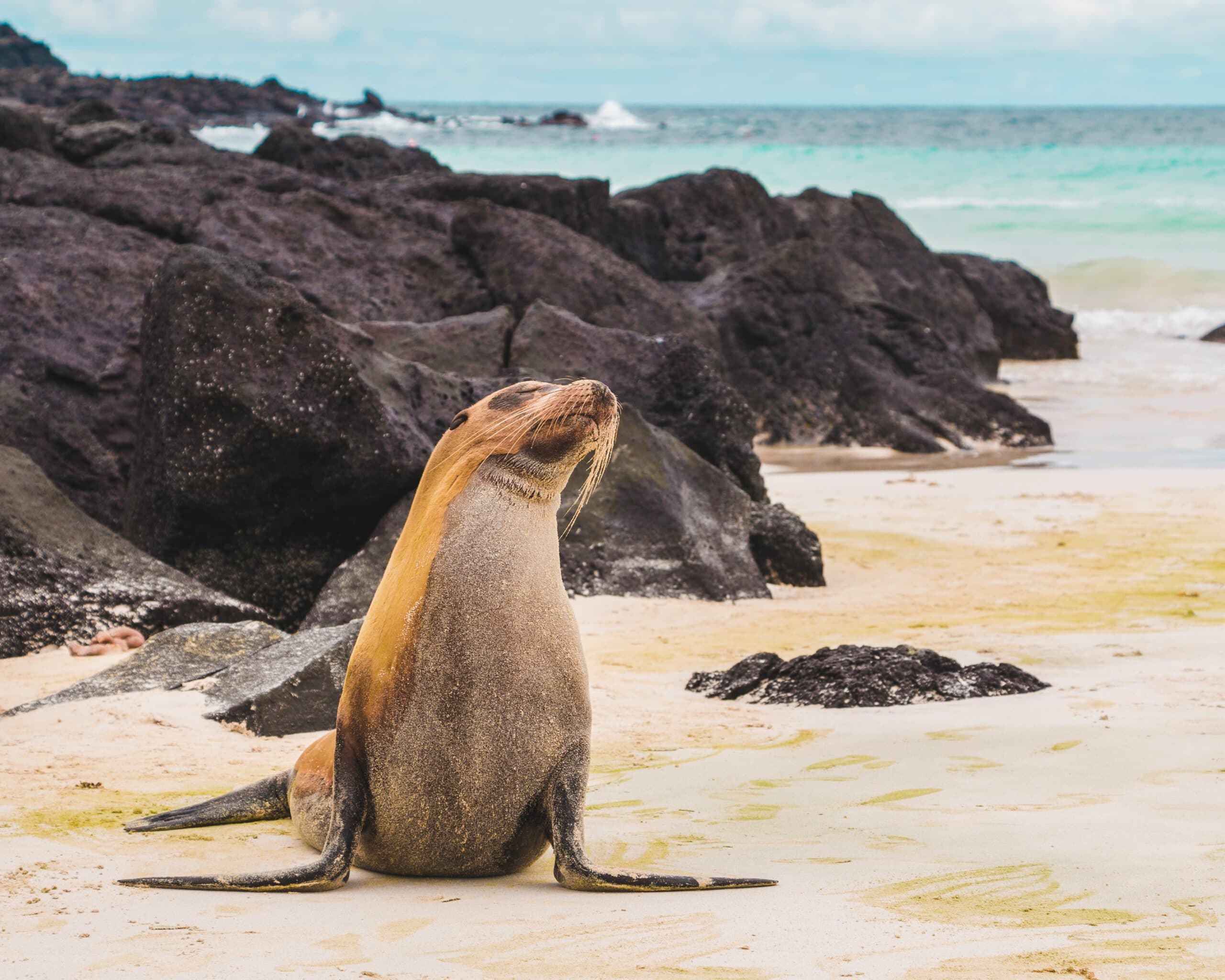 Galapagos-Eilanden-Baltra-cruise-haven-zeeleeuw