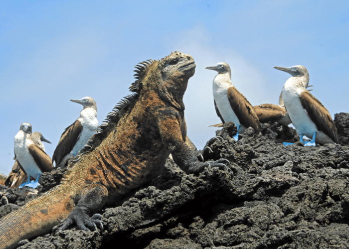 Galapagos-Eilanden-Bartolome-Cruise-haven-leguaan