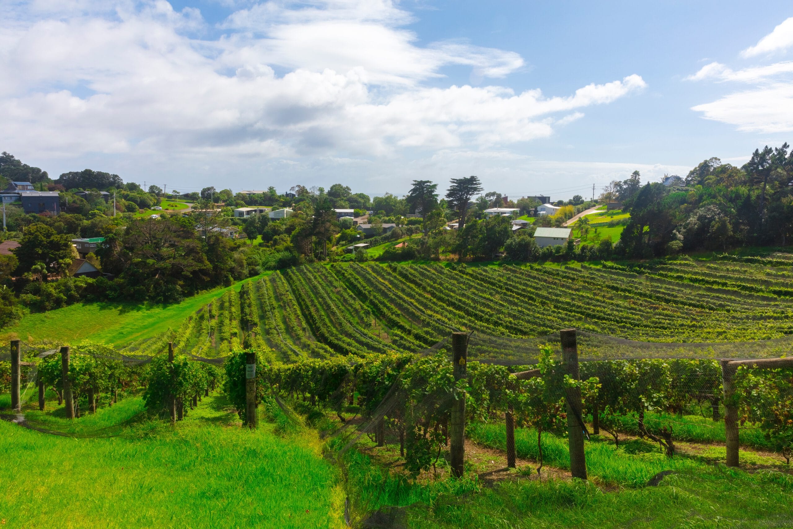 Nieuw-Zeeland-Auckland-Cruise-Haven-stad-uitzicht-wijngaard