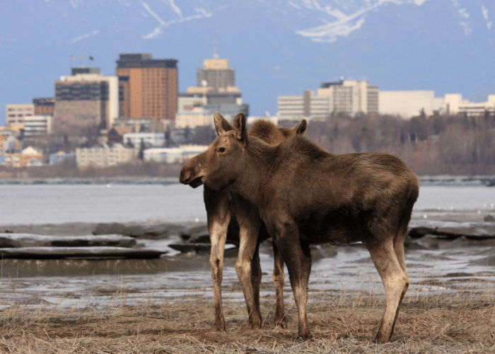 Alaska-Anchorage-cruise-haven-uitzicht-eland
