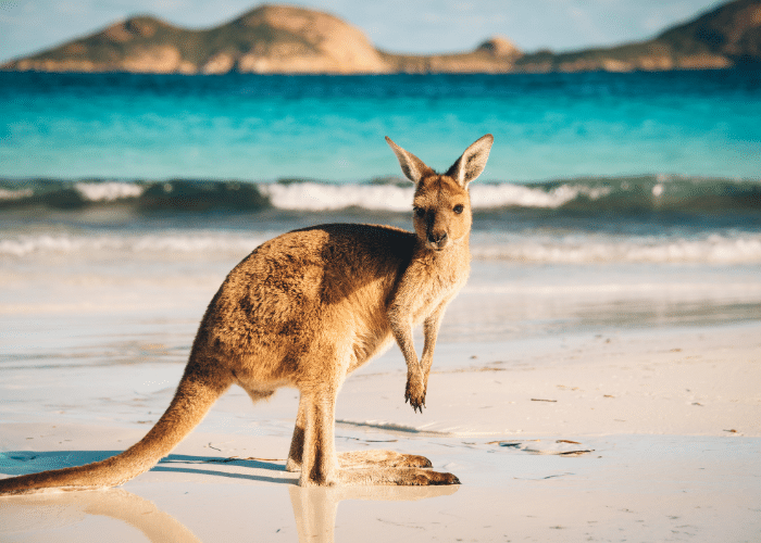 Australie-Broome-cruise-haven-kangeroe