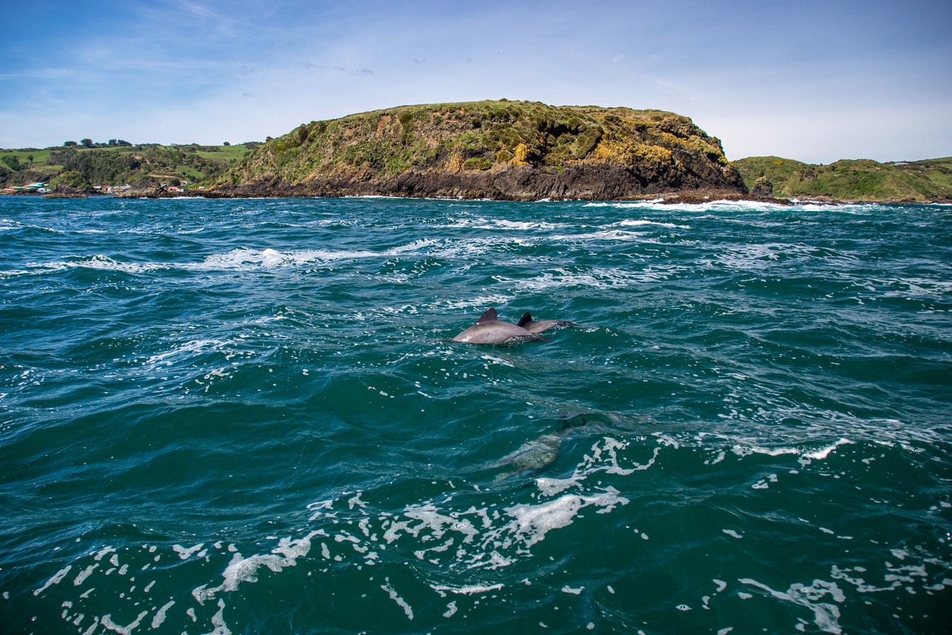 Chili-puerto-montt-zee-dolfijnen-chiloe-eiland