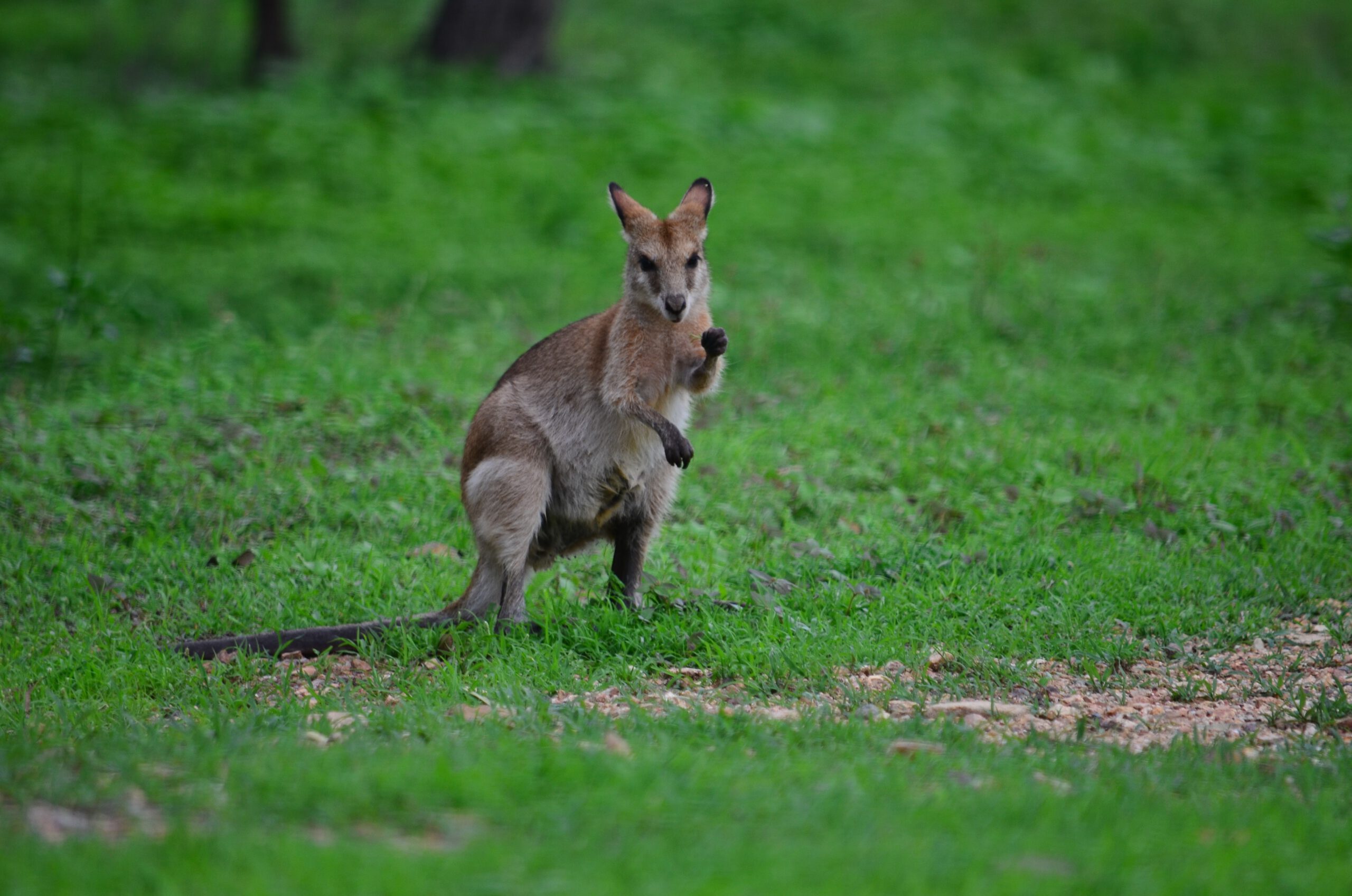 australie-townsville-kangaroe-wildlife