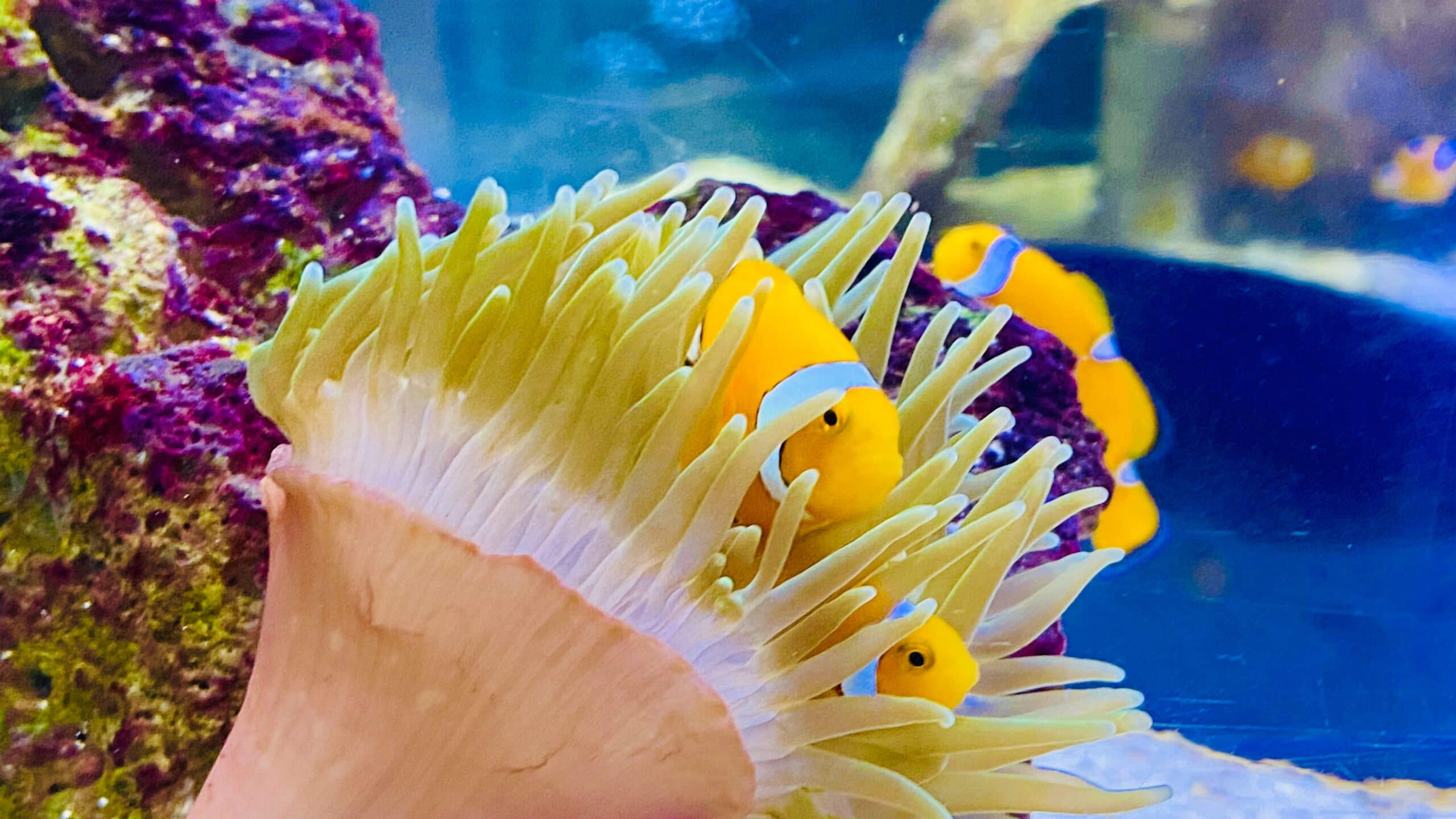 australie-townsville-koraalrif-aquarium
