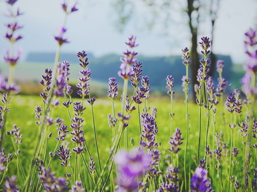 frankrijk-le-verdon-sur-mer-lavendel-weide