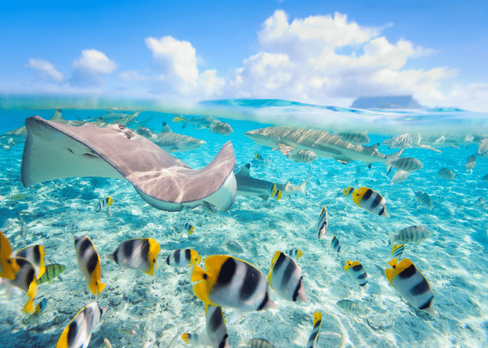 frans-polynesie-Bora-Bora-cruise-haven-onderwaterwereld