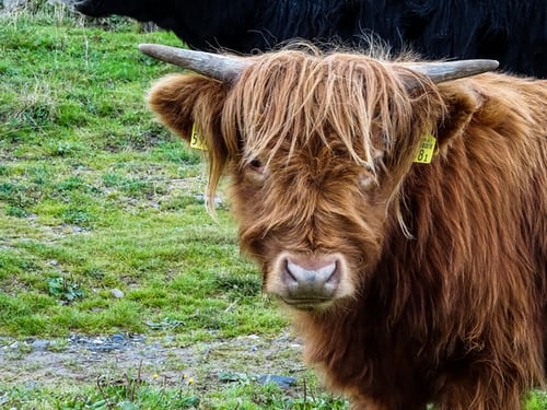 schotland-lerwick-natuur-schotse-hooglander