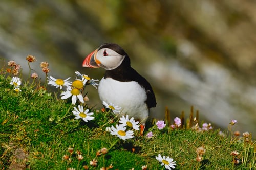 schotland-lerwick-vogel-natuur