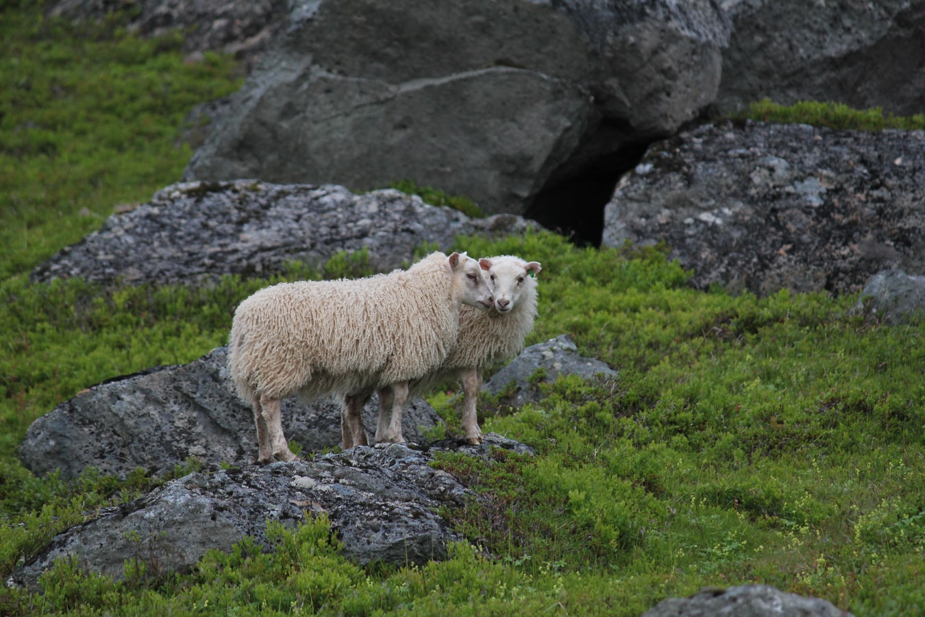 Ijsland-isafjordur-schapen
