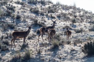 Spanje - Huelva - Nationaal park Doñana -