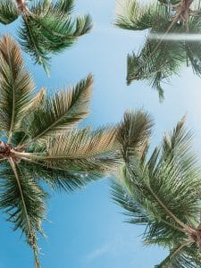 Dominicaanse Republiek-Punta Cana-palmbomen