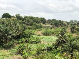 Ghana-Takoradi-natuur