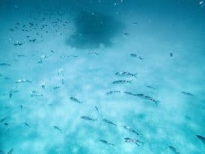 Italië-Porto Cervo-zee-onderwater