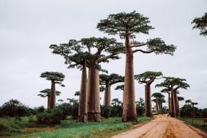 Madagaskar-Tolanaro-bomen