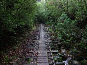 Yakushima Oerwoud wandelen